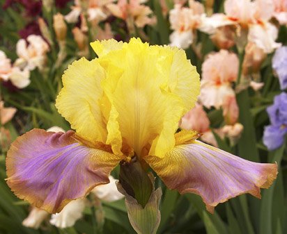 Sundown Saber - tall bearded Iris