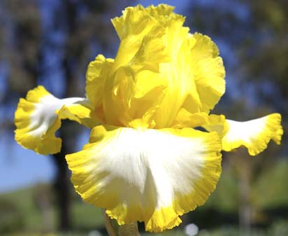 Sunmaster - fragrant reblooming tall bearded Iris