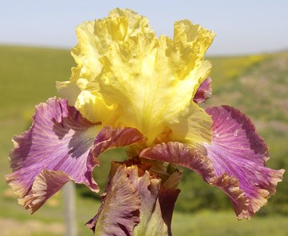 Sunnyside Delight - tall bearded Iris