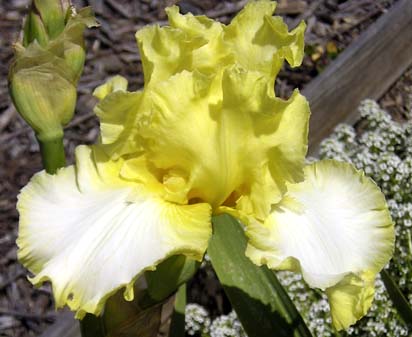 Sunray Reflection - fragrant tall bearded Iris