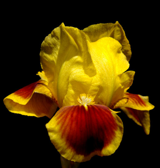 Sunstrip - reblooming SDB Standard Dwarf Bearded