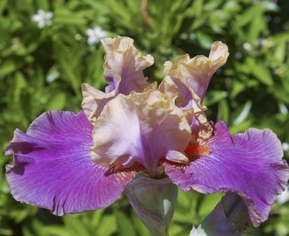 Super Dancer - tall bearded Iris