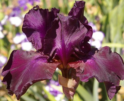 Superstition - fragrant reblooming tall bearded Iris