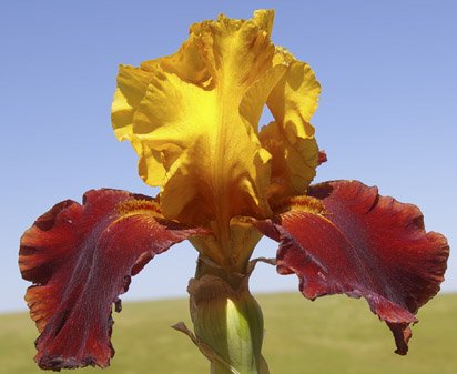 Supreme Sultan - reblooming tall bearded Iris