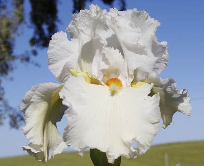 Surely White - fragrant tall bearded Iris