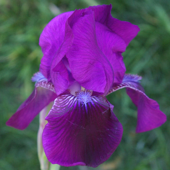 Susa - Intermediate bearded Iris