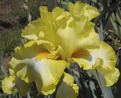 Swagger Matter - fragrant tall bearded Iris