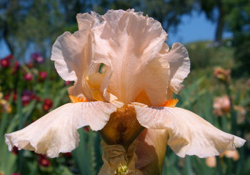 Sweet Linda - fragrant tall bearded Iris