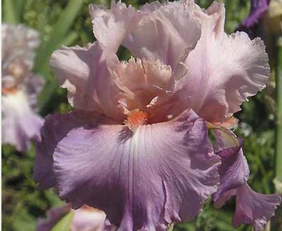 Sweet Musette - fragrant reblooming tall bearded Iris