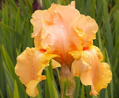 Sweet Orange Spice - fragrant tall bearded Iris