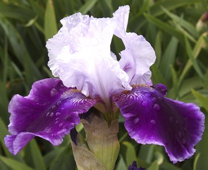 Sweet Reflection - fragrant reblooming tall bearded Iris