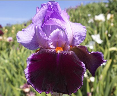 Sweeter Than Wine - reblooming tall bearded Iris