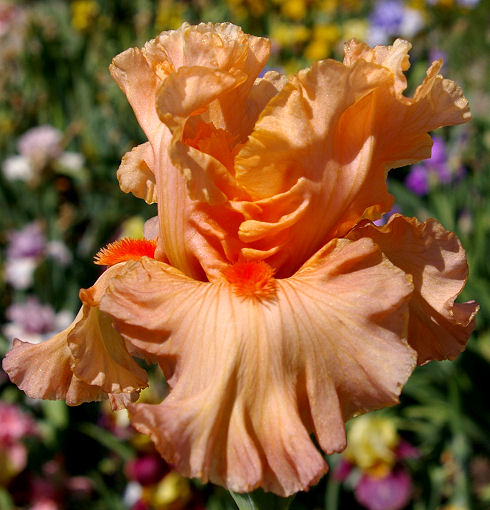 Sweets - fragrant tall bearded Iris