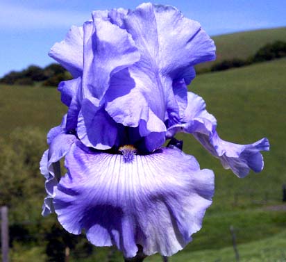 Swing and Sway - tall bearded Iris