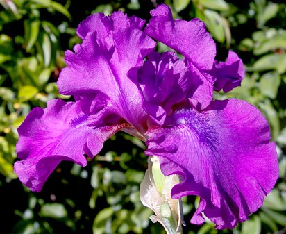 Swingtown - fragrant tall bearded Iris