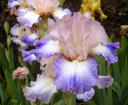 Symphony of Light - tall bearded Iris