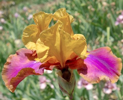 Syncopation - reblooming tall bearded Iris