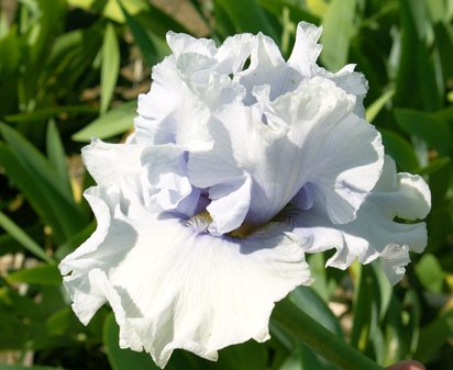 T-Rex - fragrant tall bearded Iris