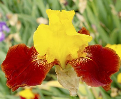 Taco Supreme - tall bearded Iris