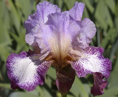 Take Me Away - tall bearded Iris