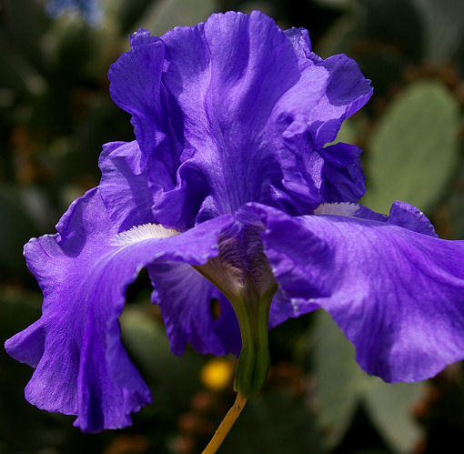 Autumn Grandeur - reblooming tall bearded Iris