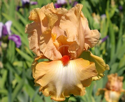 Tan Man - reblooming tall bearded Iris