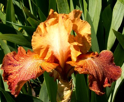 Tanzanian Tangerine - tall bearded Iris