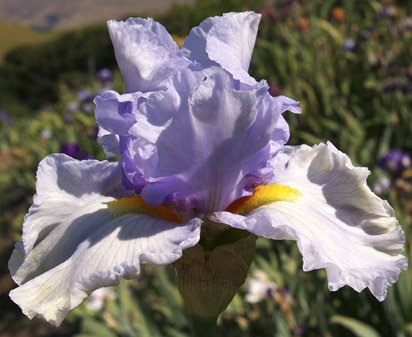 Tea Service - tall bearded Iris