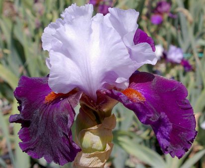 Teamwork - reblooming tall bearded Iris