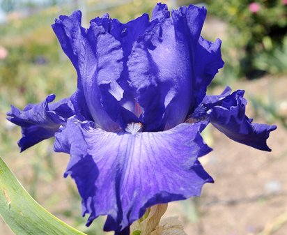 Telegraph Hill - fragrant tall bearded Iris