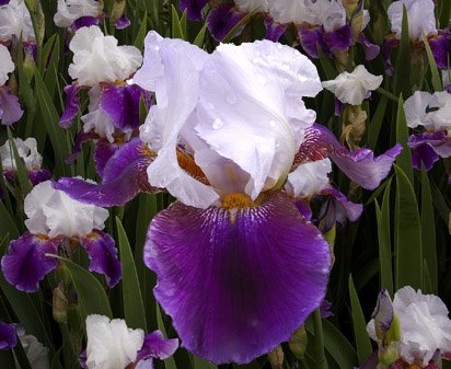 Temple Song - tall bearded Iris
