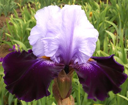 Tempting Fate - reblooming tall bearded Iris