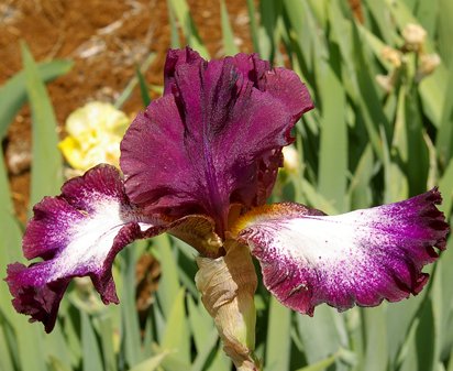 Tennison Ridge - fragrant reblooming tall bearded Iris