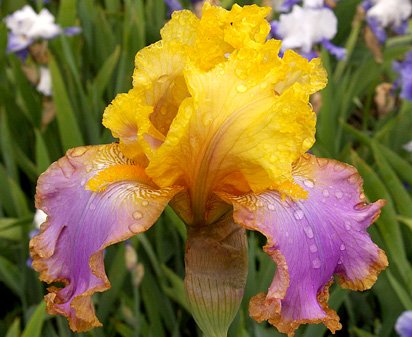 Tequila Sunrise - tall bearded Iris