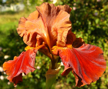 Terra Rosa - tall bearded Iris