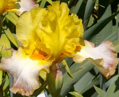 Terryton - fragrant tall bearded Iris