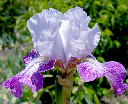 Theatre - reblooming tall bearded Iris