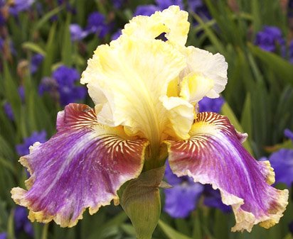 Thinking Out Loud - tall bearded Iris