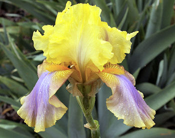Three Strikes - tall bearded Iris