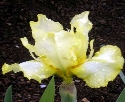 Thrilling Experience - fragrant tall bearded Iris