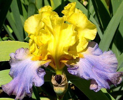 Thrillseeker - tall bearded Iris