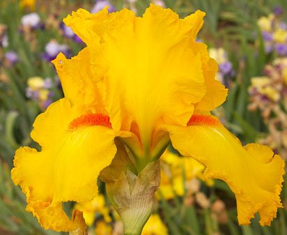 Throb - fragrant reblooming tall bearded Iris