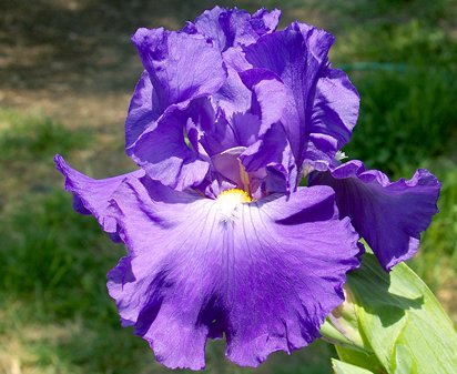 Thunder Quay - tall bearded Iris