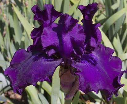 Thunder Spirit - fragrant tall bearded Iris