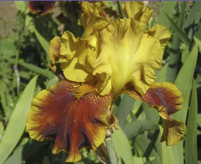 Tiger Butter - tall bearded Iris