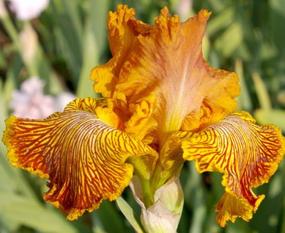 Tiger Shark - reblooming tall bearded Iris