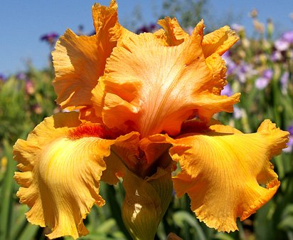 Tiki Torch - tall bearded Iris