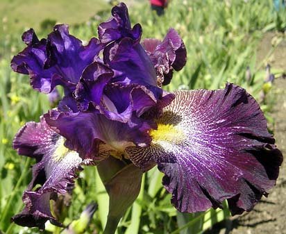 Time Will Tell - tall bearded Iris