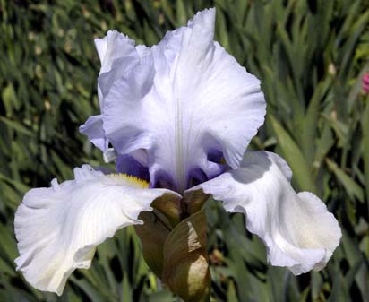 Time and Again - reblooming tall bearded Iris