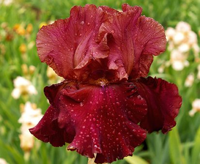 Time's Tapestry - tall bearded Iris